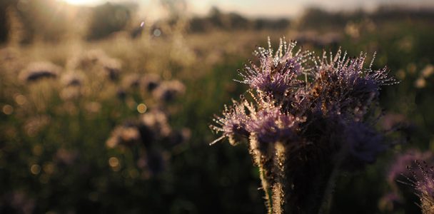 | stoppok & band „rund-reise“ 2026 |